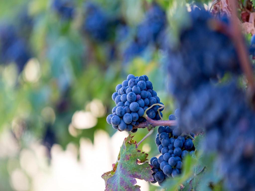 מונטפרנדונה Agriturismo Il Sapore Della Luna מראה חיצוני תמונה