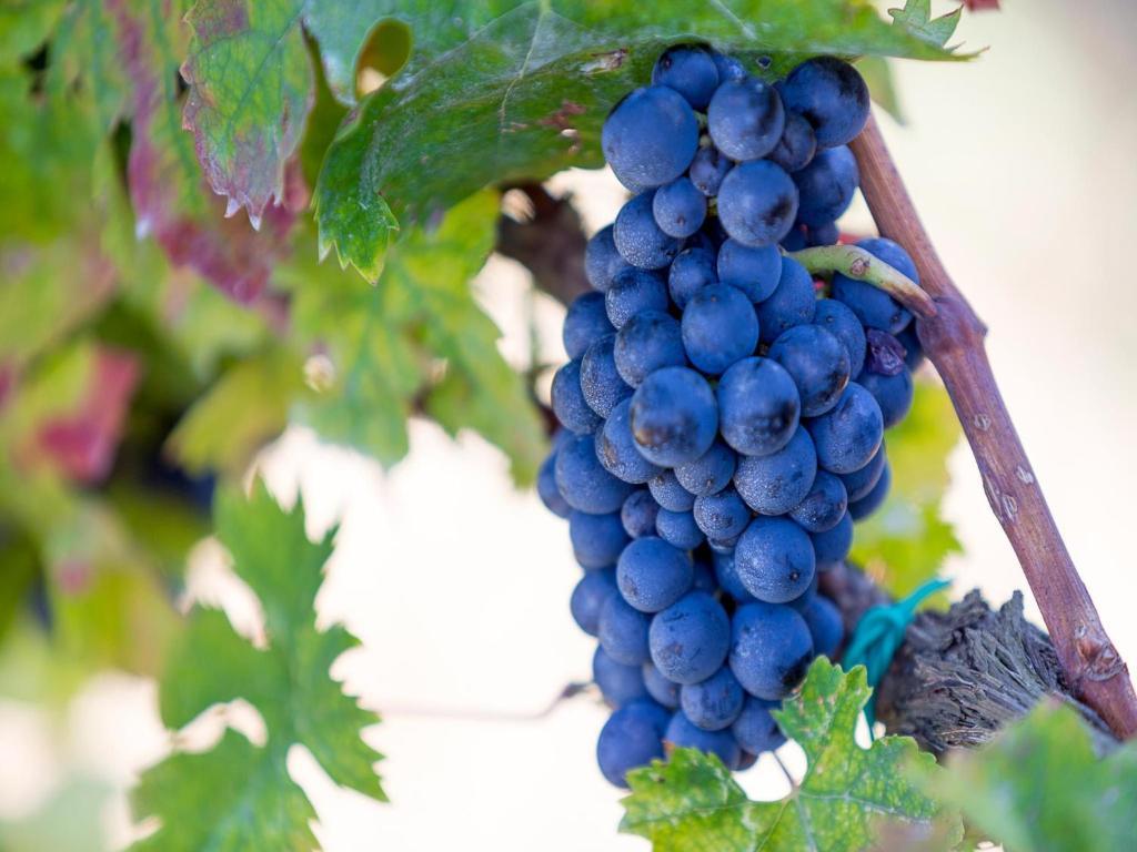 מונטפרנדונה Agriturismo Il Sapore Della Luna מראה חיצוני תמונה